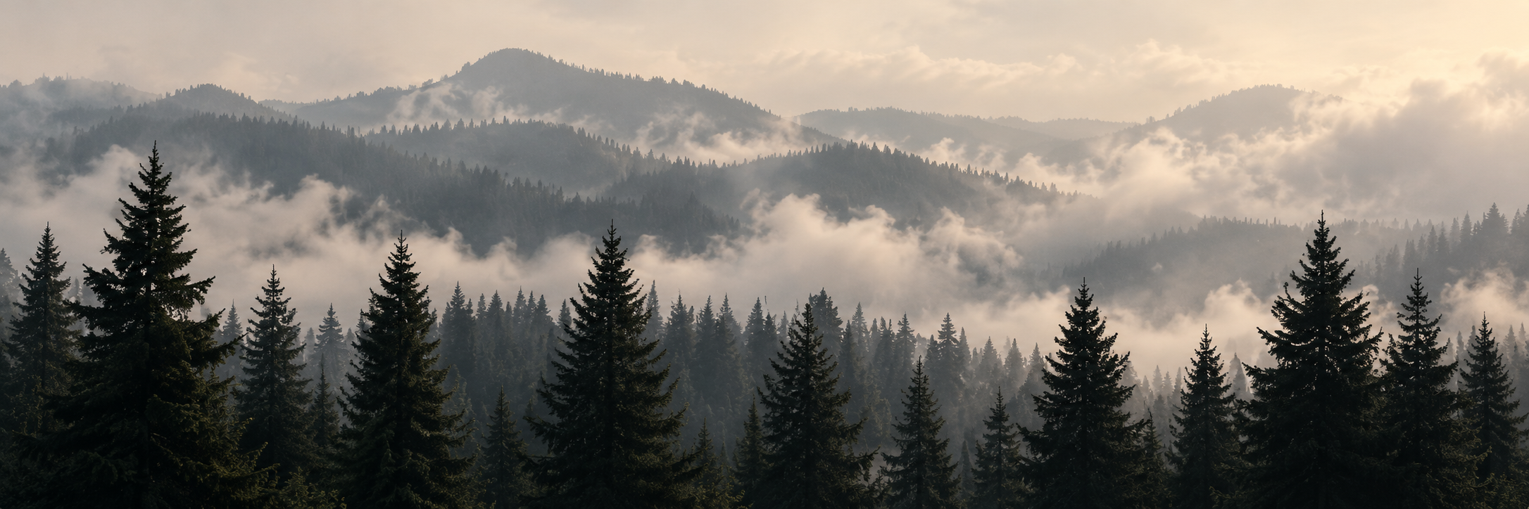 Evergreen forest layered in mountain mist